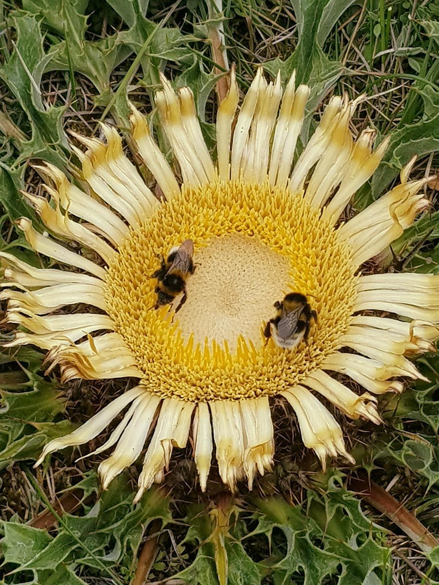 tournesol abeilles